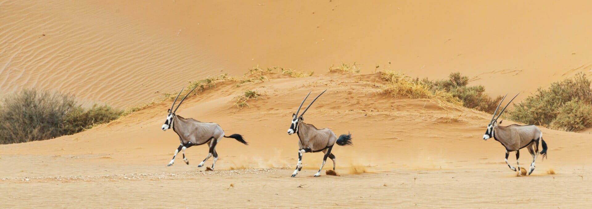 Three oryx antelopes run across a sandy desert landscape with sparse vegetation, reminiscent of an Oskar Kokoschka painting.