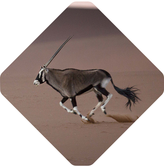 Oryx running tile